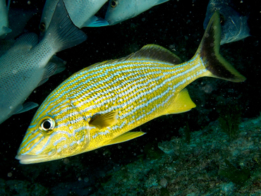 Bluestriped Grunt - Haemulon sciurus - Cozumel, Mexico