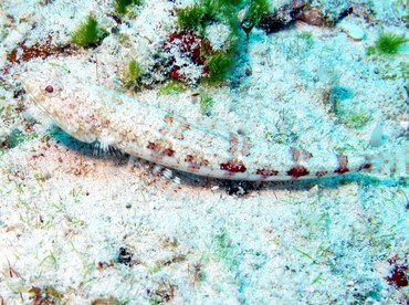 Bluestriped Lizardfish - Synodus saurus - Cozumel, Mexico