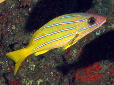 Bluestripe Snapper - Lutjanus kasmira - Lanai, Hawaii