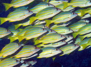 Bluestripe Snapper - Lutjanus kasmira - Lanai, Hawaii