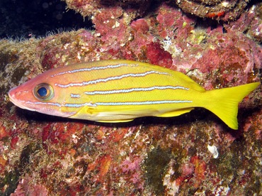 Bluestripe Snapper - Lutjanus kasmira - Lanai, Hawaii