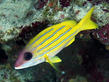 Bluestripe Snapper - Lutjanus kasmira - Great Barrier Reef, Australia