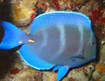 Blue Tang - Acanthurus coeruleus - Cozumel, Mexico