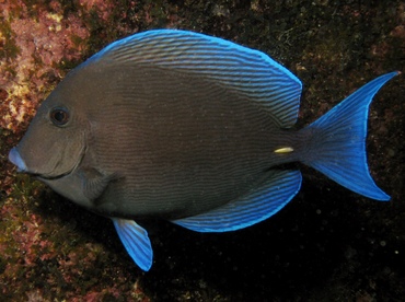 Blue Tang - Acanthurus coeruleus - Key Largo, Florida