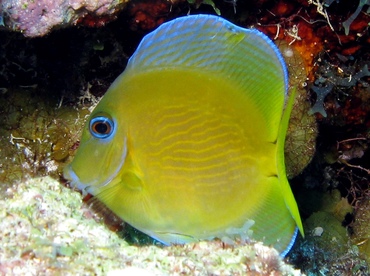 Blue Tang - Acanthurus coeruleus - Grand Cayman