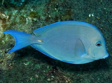 Blue Tang - Acanthurus coeruleus - Nassau, Bahamas
