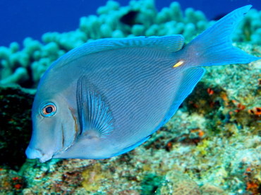 Blue Tang - Acanthurus coeruleus - Cozumel, Mexico