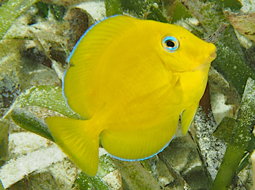 Blue Tang - Acanthurus coeruleus - Roatan, Honduras