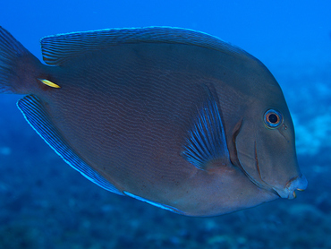 Blue Tang - Acanthurus coeruleus - Cozumel, Mexico