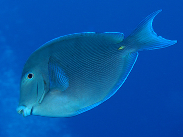 Blue Tang - Acanthurus coeruleus - Cozumel, Mexico