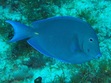 Blue Tang - Acanthurus coeruleus - Cozumel, Mexico