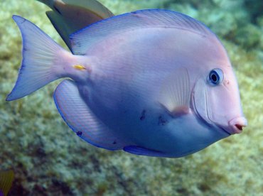 Blue Tang - Acanthurus coeruleus - Isla Mujeres, Mexico