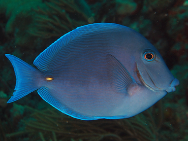 Blue Tang - Acanthurus coeruleus - Palm Beach, Florida