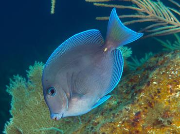 Blue Tang - Acanthurus coeruleus - British Virgin Islands