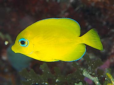 Blue Tang - Acanthurus coeruleus - British Virgin Islands