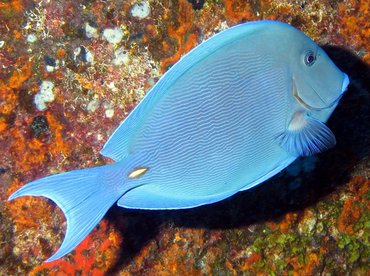 Blue Tang - Acanthurus coeruleus - Isla Mujeres, Mexico