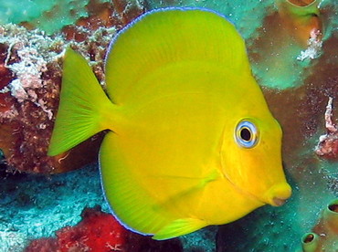 Blue Tang - Acanthurus coeruleus - Nassau, Bahamas