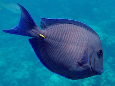 Blue Tang - Acanthurus coeruleus - Nassau, Bahamas