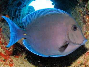 Blue Tang - Acanthurus coeruleus - Nassau, Bahamas