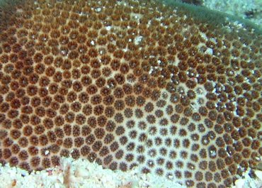 Blushing Star Coral - Stephanocoenia intersepts - Key Largo, Florida