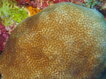 Blushing Star Coral - Stephanocoenia intersepts - Aruba