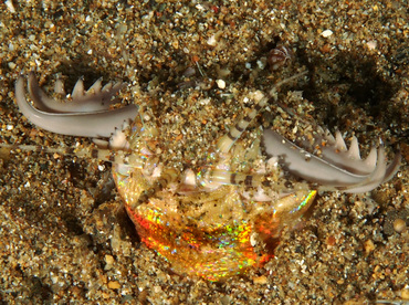 Bobbit Worm - Eunice aphroditois - Anilao, Philippines