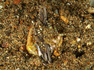 Bobbit Worm - Eunice aphroditois - Anilao, Philippines