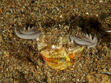 Bobbit Worm - Eunice aphroditois - Anilao, Philippines