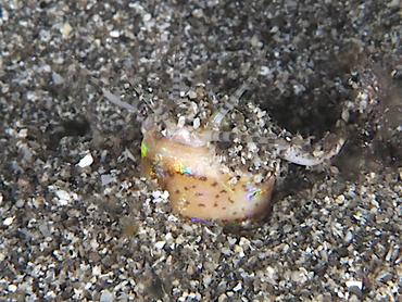 Bobbit Worm - Eunice aphroditois - Komodo, Indonesia