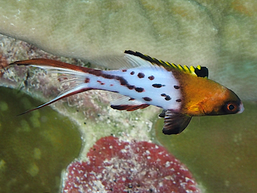 Lyretail Hogfish - Bodianus anthioides - Great Barrier Reef, Australia