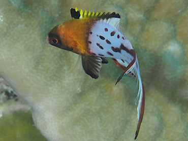 Lyretail Hogfish - Bodianus anthioides - Great Barrier Reef, Australia