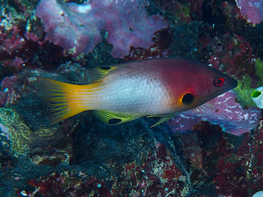 Axilspot Hogfish - Bodianus axillaris - Great Barrier Reef, Australia