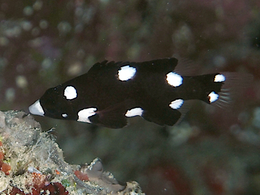 Axilspot Hogfish - Bodianus axillaris - Great Barrier Reef, Australia