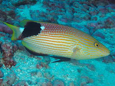 Blackfin Hogfish - Bodianus loxozonus - Rangiroa, French Polynesia