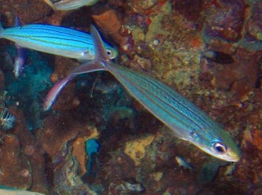 Boga - Inermia vittata - Bonaire