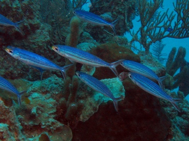 Boga - Inermia vittata - Belize