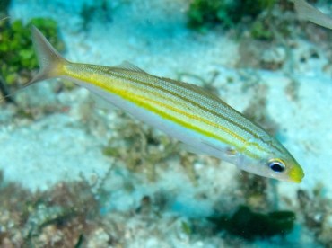 Boga - Inermia vittata - Cozumel, Mexico