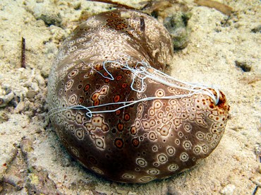 Leopard Sea Cucumber - Bohadschia argus - Yap, Micronesia