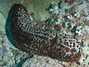 Leopard Sea Cucumber - Bohadschia argus - Great Barrier Reef, Australia