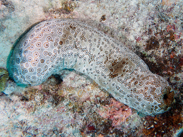 Leopard Sea Cucumber - Bohadschia argus - Great Barrier Reef, Australia