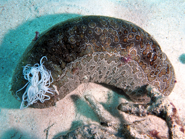 Leopard Sea Cucumber - Bohadschia argus - Great Barrier Reef, Australia