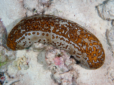 Leopard Sea Cucumber - Bohadschia argus - Coral Sea, Australia