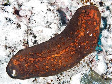 Leopard Sea Cucumber - Bohadschia argus - Rangiroa, French Polynesia