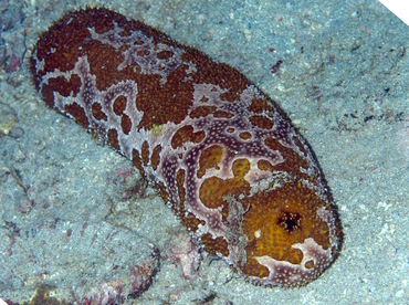 Ocellated Sea Cucumber - Bohadschia ocellata - Anilao, Philippines