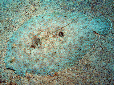 Flowery Flounder - Bothus mancus - Big Island, Hawaii