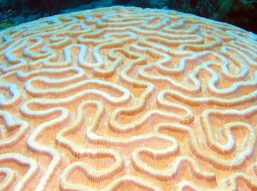 Boulder Brain Coral - Colpophyllia natans - Bonaire
