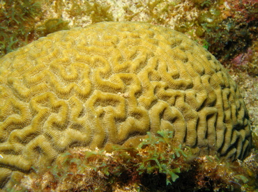 Boulder Brain Coral - Colpophyllia natans - Grand Cayman