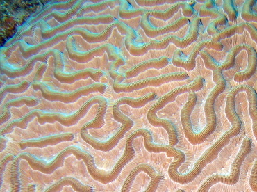 Boulder Brain Coral - Colpophyllia natans - Turks and Caicos