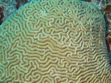 Boulder Brain Coral - Colpophyllia natans - Bonaire