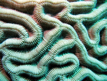 Boulder Brain Coral - Colpophyllia natans - Aruba